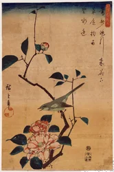 Tsubaki ni Uguisu (Kamelie und Buschrohrsänger)